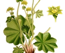 Datei:Nordens flora Alchemilla vulgaris clean.jpg