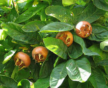 File:File:Medlar pomes and leaves.jpg
