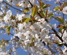 Datei:Wild Cherry Flowers.JPG