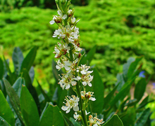 Datei:Prunus laurocerasus 002.JPG