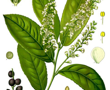 File:File:Koeh-Prunus laurocerasus.jpg