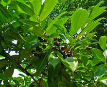 Datei:Prunus laurocerasus 004.JPG