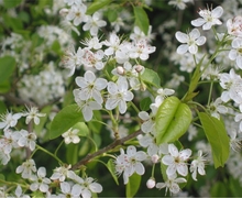 Datei:Weichselboom bloemen (Prunus mahaleb flowers).jpg