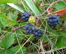Datei:Kratzbeeren.JPG