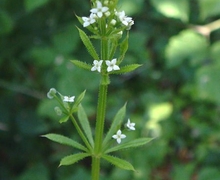 File:File:Galium aparine01.jpg
