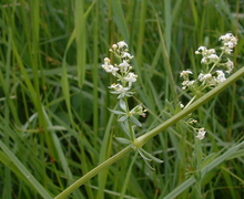 File:File:Galium mollugo01.jpg