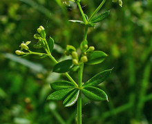 Datei:Galium mollugo 003.JPG