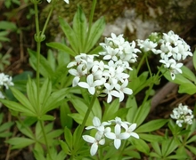 Datei:Galium odoratum.jpg