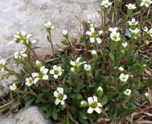 File:File:Saxifraga adrosaceae a1.jpg
