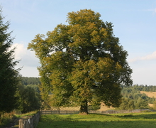 Datei:Dźwiniacz Dolny - Tilia cordata 02.jpg
