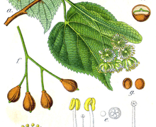 Datei:Tilia cordata Sturm62 cropped.jpg