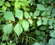 Datei:Ulmus glabra 1.jpg