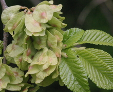 Datei:Ulmus minor (Feld-Ulme) IMG 0073.JPG