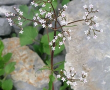 Datei:Valeriana tripteris2.JPG