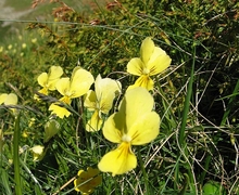 File:File:Viola lutea.jpg