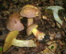 Datei:2012-08-26 Boletus fechtneri Velenovsky 254739 crop.jpg
