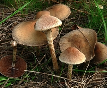 Lacrymaria lacrymabunda