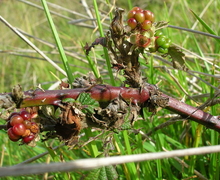 Datei:Starr 051123-5456 Rubus discolor.jpg