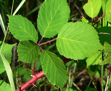 Datei:Rubus discolor 1.jpg