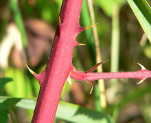 Datei:Rubus discolor 3.jpg