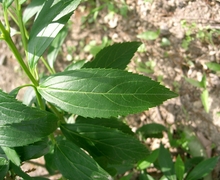 Datei:Forsythia suspensa2.jpg