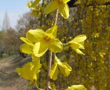Datei:Forsythia suspensa4.jpg