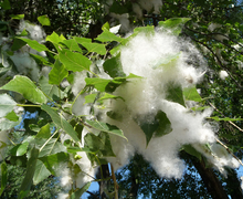 Datei:Poplar seed tufts 2009 G1.jpg