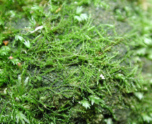 Amblystegium confervoides (Brid.) Schimp.