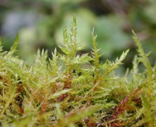 Calliergonella cuspidata (Hedw.) Loeske