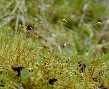 Kapseln der Calliergonella cuspidata (Hedw.) Loeske