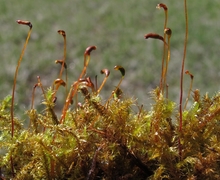 Campylium stellatum