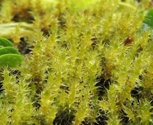 Campylium stellatum