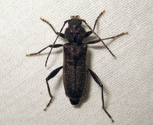 Callidium coriaceum