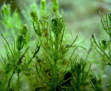 Chara aspera