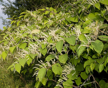 Datei:Reynoutria japonica val-de-grace-amiens 80 26082007 6.jpg