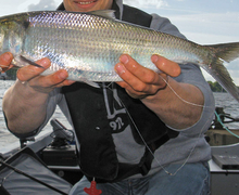 File:Datei:Maifisch.jpeg