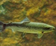 Salmo trutta marmorata