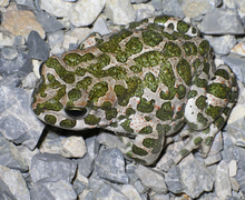 Bufo viridis (Laurenti, 1768)