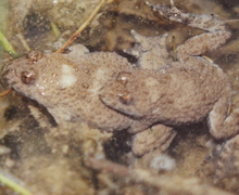 Bombina variegata (Linnaeus, 1758)