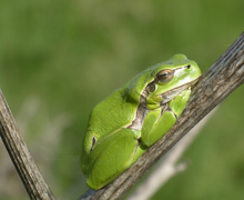 Hyla arborea (Linnaeus, 1758)