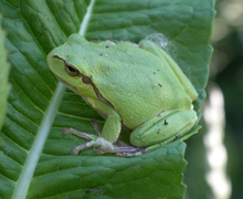 Hyla arborea (Linnaeus, 1758)