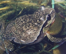 Hyla arborea (Linnaeus, 1758)