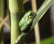 Hyla arborea (Linnaeus, 1758)