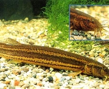 Misgurnus fossilis (Linnaeus, 1758)