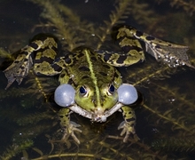 Datei:Teichfrosch mit aufgeblasenen Backen.jpg