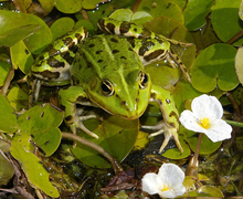 Datei:PelophylaxEsculentusOnHydrocharis.jpg