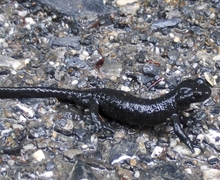 Salamandra atra (Laurenti, 1768)