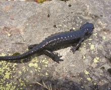 Salamandra atra (Laurenti, 1768)